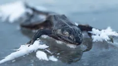 Secrets In The Ice