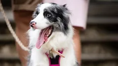 Dogs Behaving (Very) Badly Australia