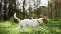 The Dog House Australia