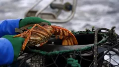 Giant Lobster Hunters