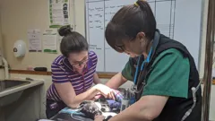 **Visually Signed**The Highland Vet