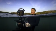 Dolphins - Wonders Of The Ocean