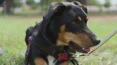 Dogs Behaving (Very) Badly Australia