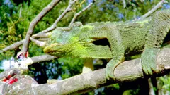 Andy's Wild Adventures