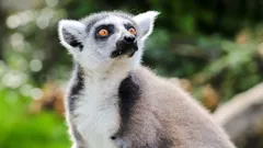 Steve and Aneeshwar Go Wild