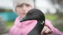 Áit a dTéann na Géanna Fiáine