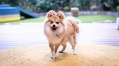 The Dog House Australia