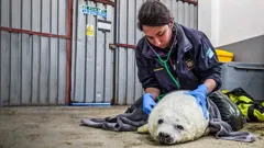 **Visually Signed**The Highland Vet