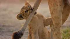Big Cats 24/7