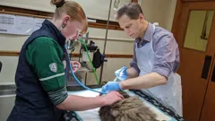 **Visually Signed**The Highland Vet