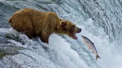 Andy's Wild Adventures
