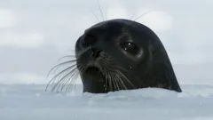 Frozen Planet