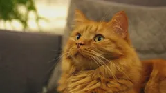 Cats and Dogs at War