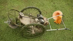Shed And Buried