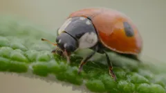 Ferne and Rory's Teeny Tiny Creatures