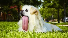 Totally Bonkers Guinness World...