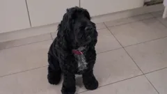 Dog Squad