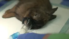 **Visually Signed**The Highland Vet