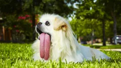 Totally Bonkers Guinness World Records Christmas