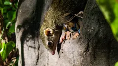 Andy's Safari Adventures