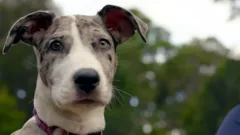 The Dog House Australia