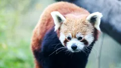 Steve and Aneeshwar Go Wild