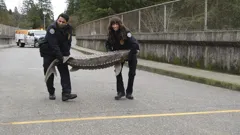 Animal Control