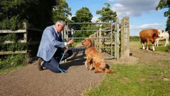 Dogs Behaving (Very) Badly...