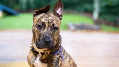 The Dog House Australia