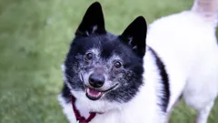 The Dog House Australia