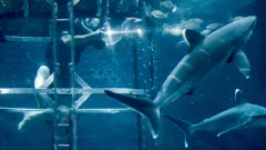 Jeremy Wade's Dark Waters