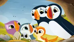 Puffin Rock