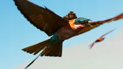 Andy's Safari Adventures