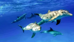 Deadly Mission Shark