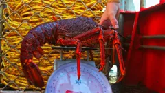 Giant Lobster Hunters