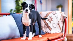 The Dog House Australia