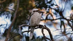 Close Encounters Down Under
