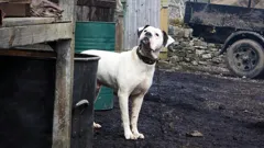 All Creatures Great and Small