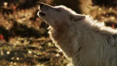 Frozen Planet
