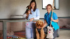 Waffle the Wonder Dog