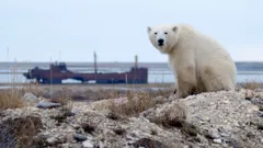 Operation Arctic with Simon Reeve